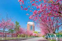 四川文化产业职业学院近三年在安徽录取分数线(含2021-2023最低分)