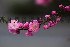 广西自然资源职业技术学院近三年在河北录取分数线(含2022-2024最低分)