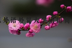 广东外语外贸大学南国商学院近三年在河北录取分数线(含2022-2024最低分)