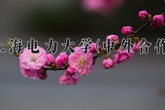 2024年上海电力大学(中外合作)在四川计划招生人数（附学费及专业录取分)