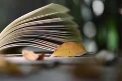 三亚学院(中外合作或有志愿考生)录取分数线(河南2023-2021录取最低分)