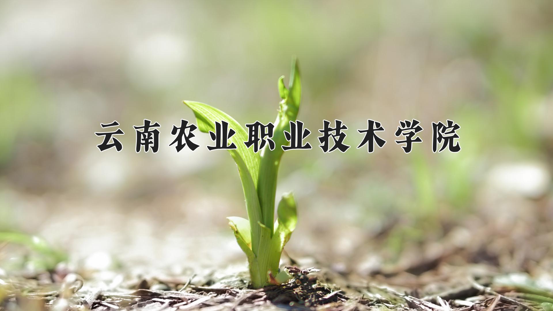 云南农业职业技术学院近三年录取分数线及位次：四川2022-2024最低分