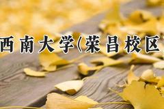 西南大学(荣昌校区)2024在河南录取分数线是多少？最低577分/最高590分